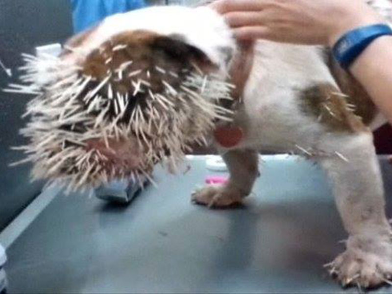 Puppy with porcupine quill injuries