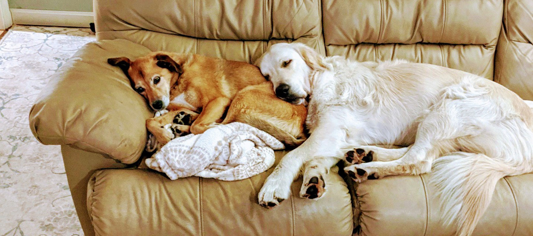 Mid-State Mobile Veterinary Clinic golden retrievers lounging
