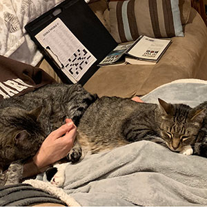 Beth & Jeff's cats in lap