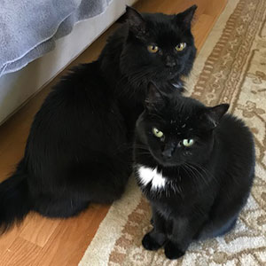 Claire & Corinne's black cats