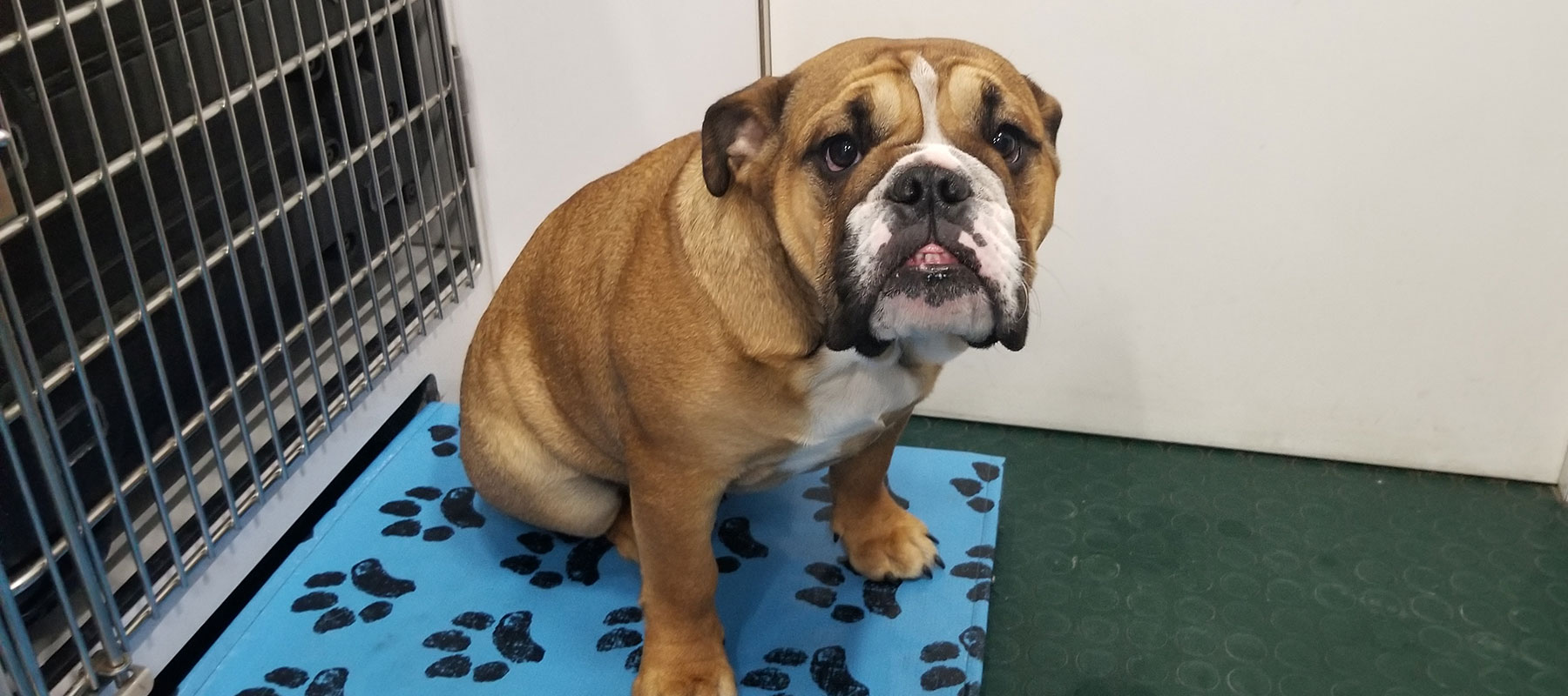 Mid-State Mobile Veterinary Clinic English Bulldog patient